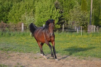 Shagya arab, valach - 5