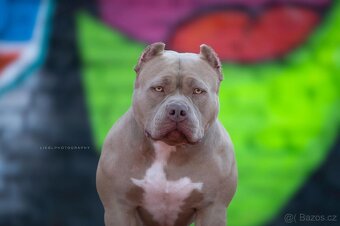 American bully s PP - 5