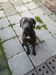 Cane corso šedý ke krytí - 5