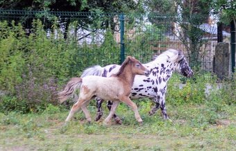Prodám minihorse - miniappaloosa hřebeček - 5