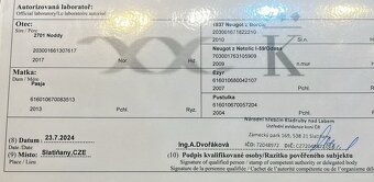 Mladý kůň NORD - 5