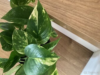 Potosy, Monstera minima - 5