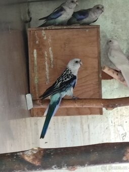 Rosela modrá na ino - 5