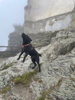 Černý labrador krytí - 5