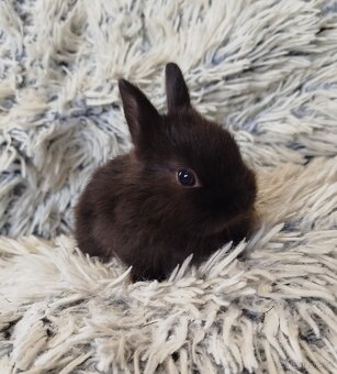 Zakrslý krátkouchý s VP - 5