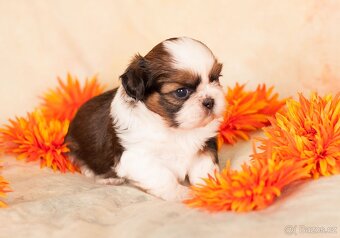Shih-Tzu štěňatka (shi tzu, si-tzu, shitzu, si-cu) - 5