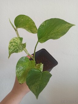 Pokojové rostliny sada - 5