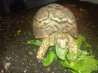 Želva Pardálí - 5