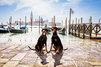 Dobrman s PP FCI - 5