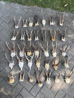 Lovecké trofeje srnčí paroží - 5