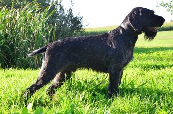 Německý drátosrstý ohar štěňata - 5