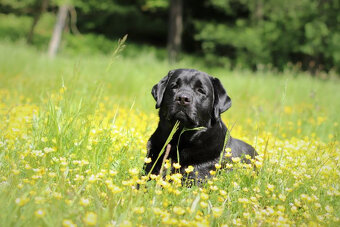 Labradorský retriever - 5