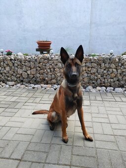 Daruji fenu Belgického ovčáka Malinois - 5