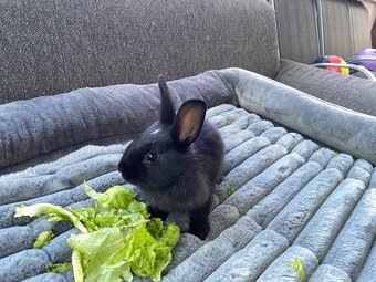 Sameček králiček 🍃🐇 - 5