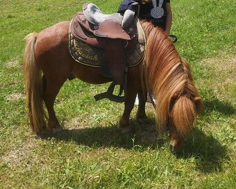 Shetland pony, do samoty - 5