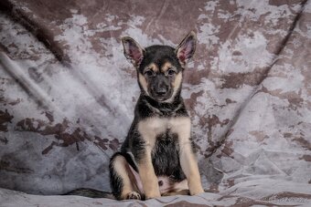 Peruánský naháč - 5