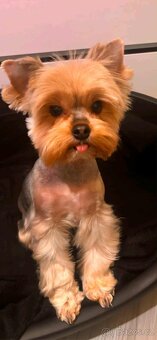 Yorkšírský teriér, jorkširský teriér - 5