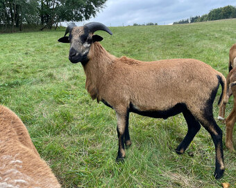 Prodám Kamerunského beránka a jehničky - 5