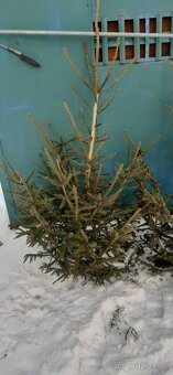 Vánoční stromky, stromečky, špičky a větve na výzdobu - 5