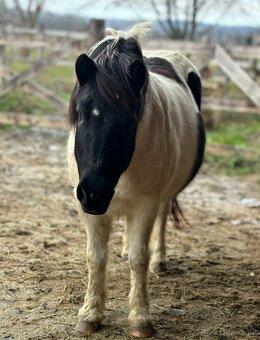 Prodám poníka - 5