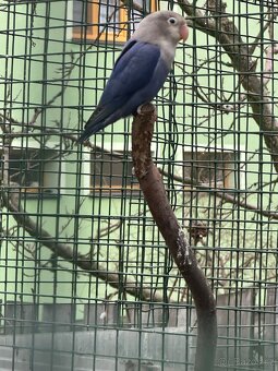 Prodam Chov exotu - 5