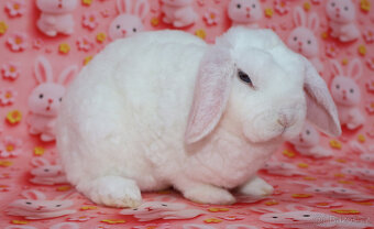 Zakrsly rex beránek , maličká modrooká samička . - 5