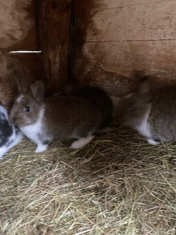 Samice s kralicaty - 5