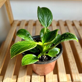 Philodendron birkin - 5