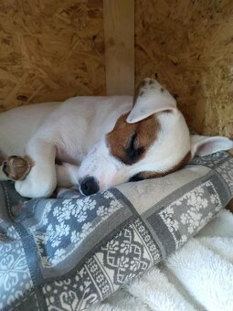 Jack Russell Terrier - krytí - 5