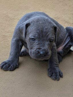 cane corso - 5