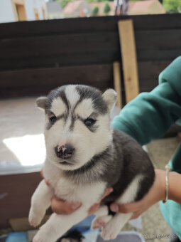 Štěnátka SIBIŘSÁ HUSKY - 5