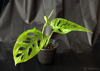 SLEVA⤵️ Monstera Monkey Mask Adansonii - 5
