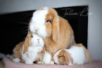 Minilop Králičci - TALLVALOP - 5