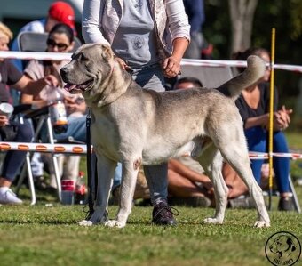 Středoasijský pastevecký pes s PP - 5