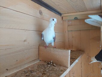 Holuby - staroněmecký racek - 5