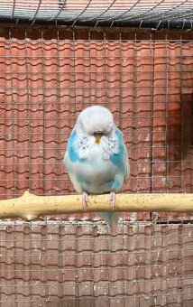 Výstavní andulky krotké - 5