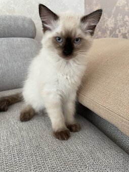 Kotata Ragdoll bez PP - 5