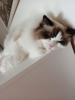 Kocourek ragdoll s PP - 5