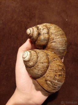 Archachatina margarita ovum - 5