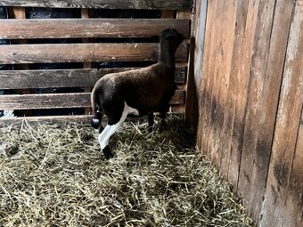 Kamerunská ovce - 5