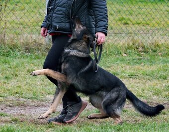 Německý ovčák štěňata s PP FCI - rezervace - 5