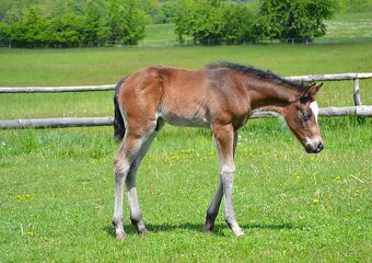 Quarter horse - 5