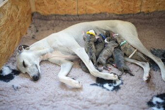 WHIPPET/ vipet štěňátka s PP - 5