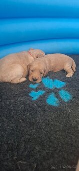 Goldendoodle F1 - 5