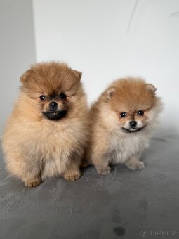 Pomeranian s PP - 5