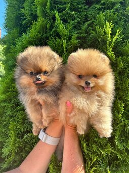 Pomeranian s PP, chovatelská stanica Nucháčik poms - 5