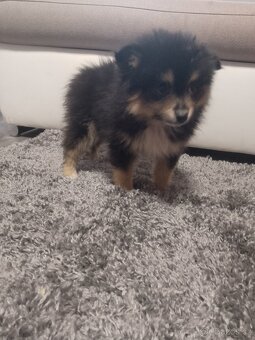 Pomeranian black and tan - 5