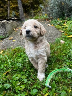 Goldendoodle šteniatka F2 - 5