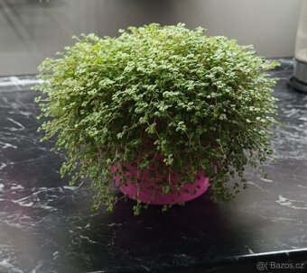 Štěstíčko, domácí štěstí - Soleirolia - 5