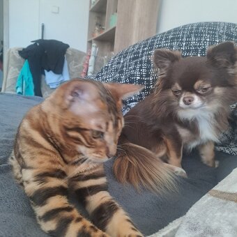 Bengalska kocka s PP - 5